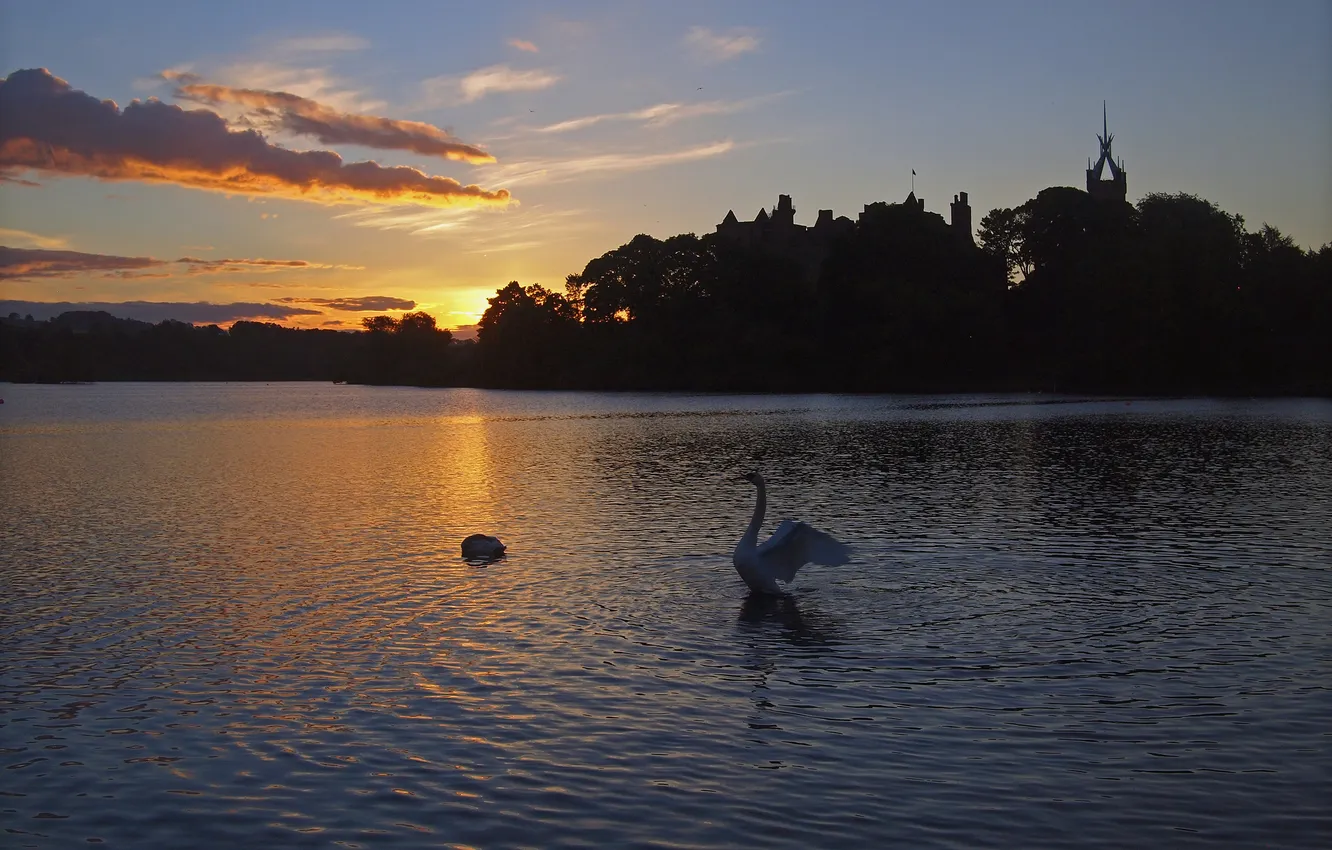 Photo wallpaper trees, sunset, lake, swans