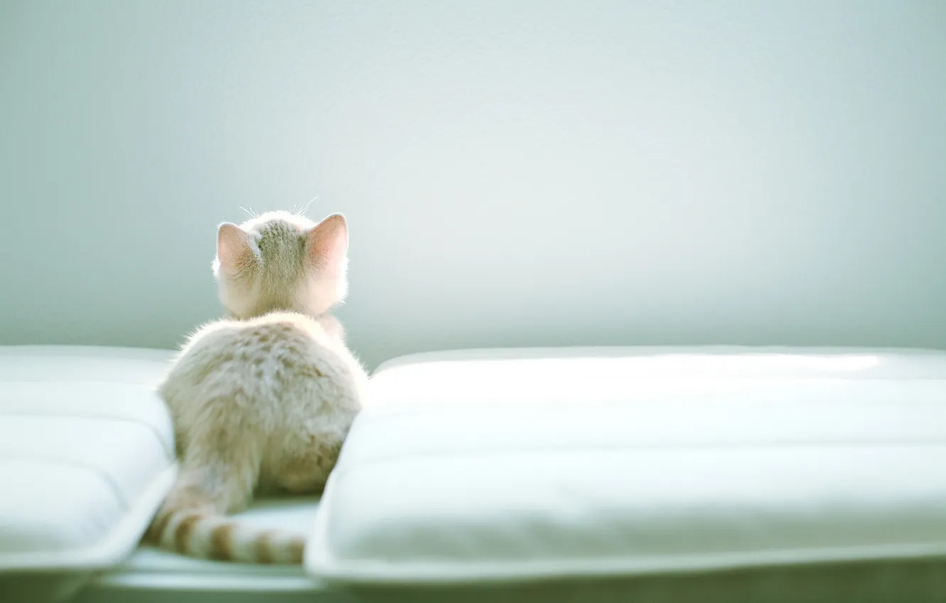 Photo wallpaper cat, light, house