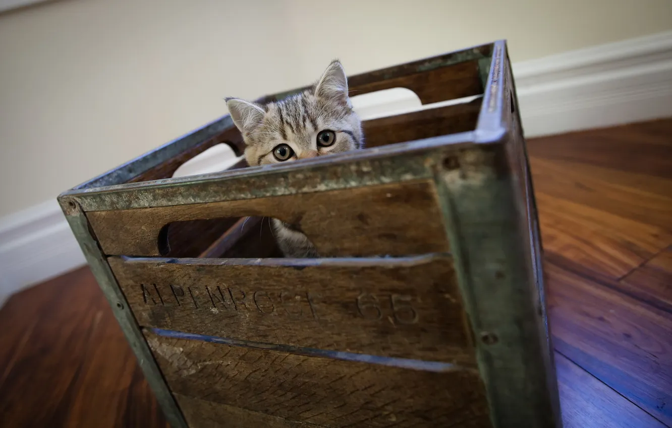 Photo wallpaper cat, look, background