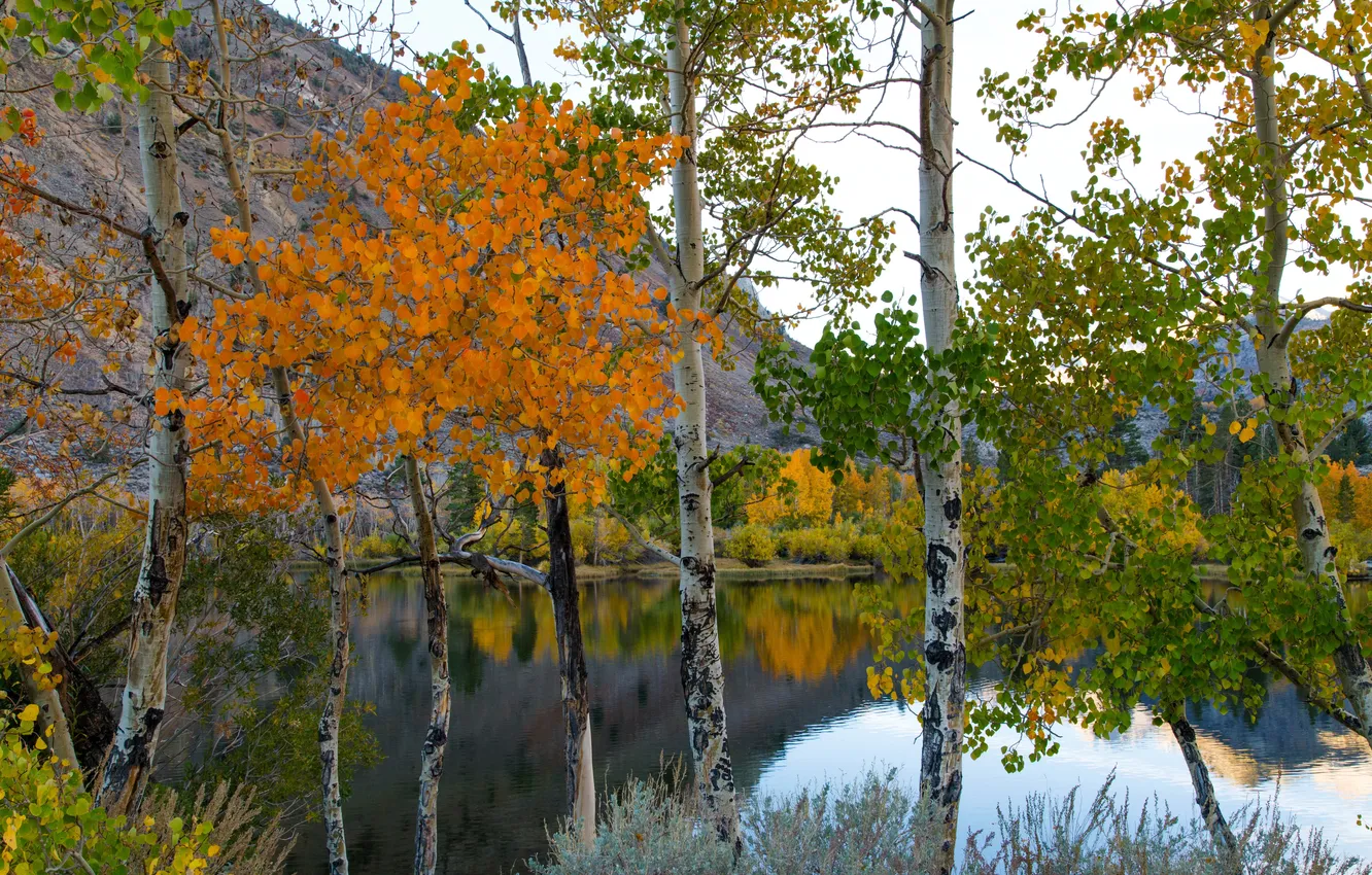 Photo wallpaper autumn, trees, mountains, lake, birch