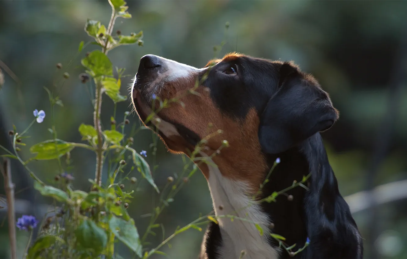 Photo wallpaper look, face, nature, plant, mountain dog, Greater Swiss mountain dog