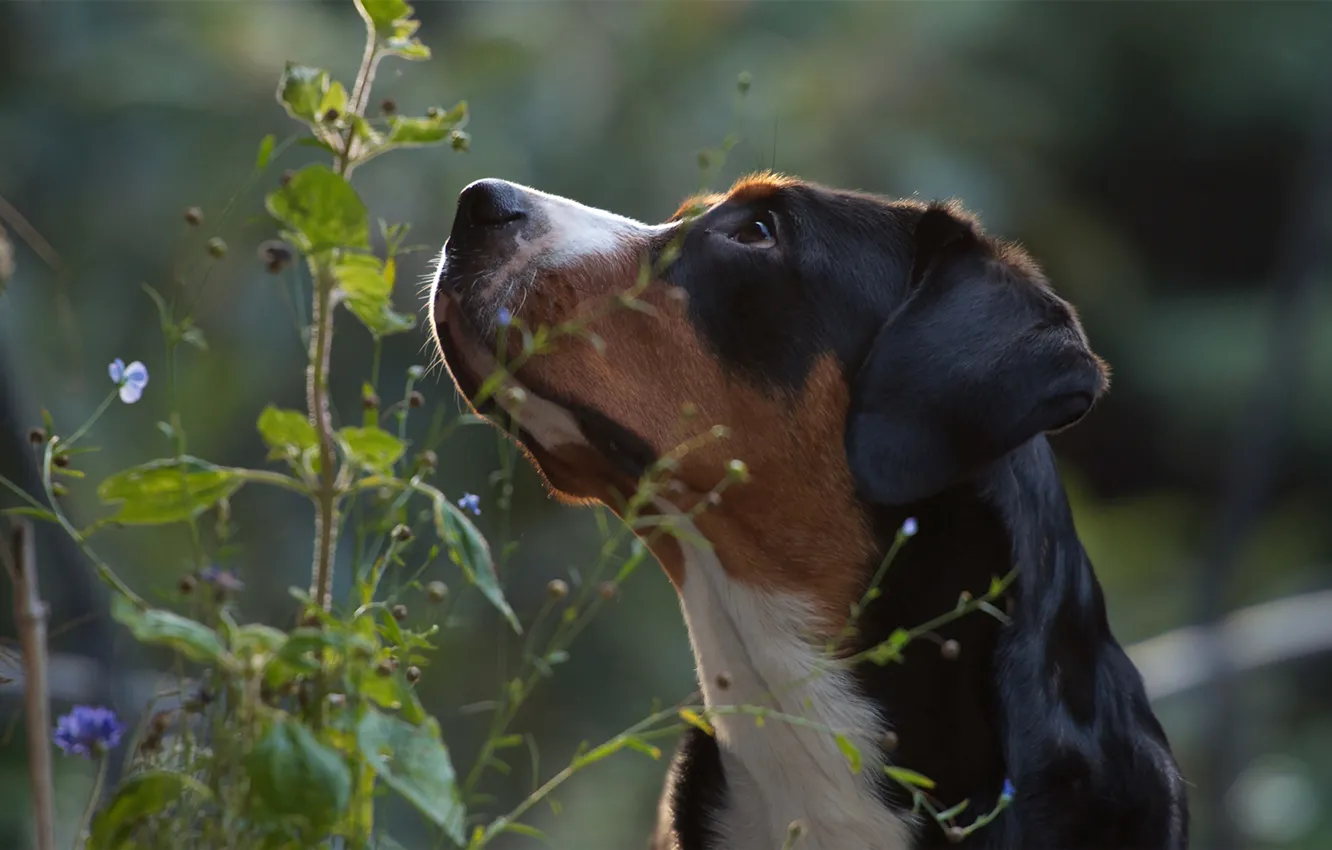 Photo wallpaper look, face, nature, plant, greater Swiss mountain dog, mountain dog