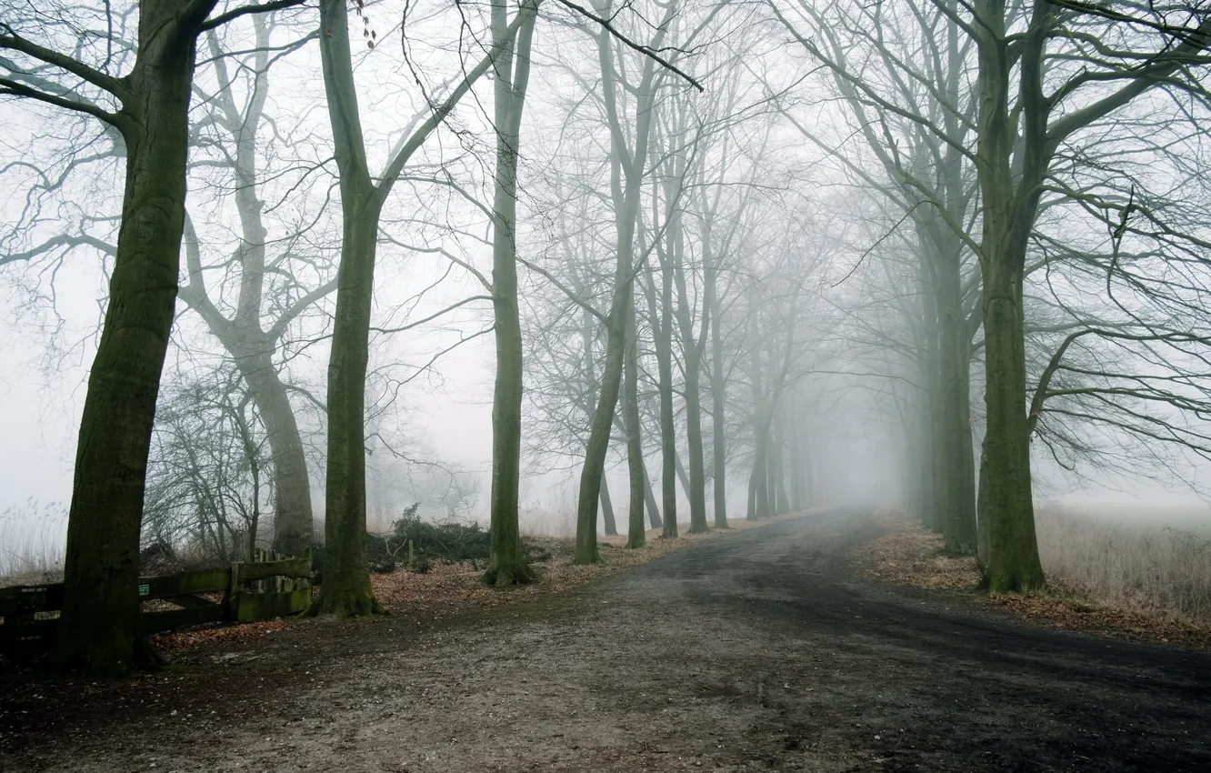 Photo wallpaper road, trees, landscape, fog