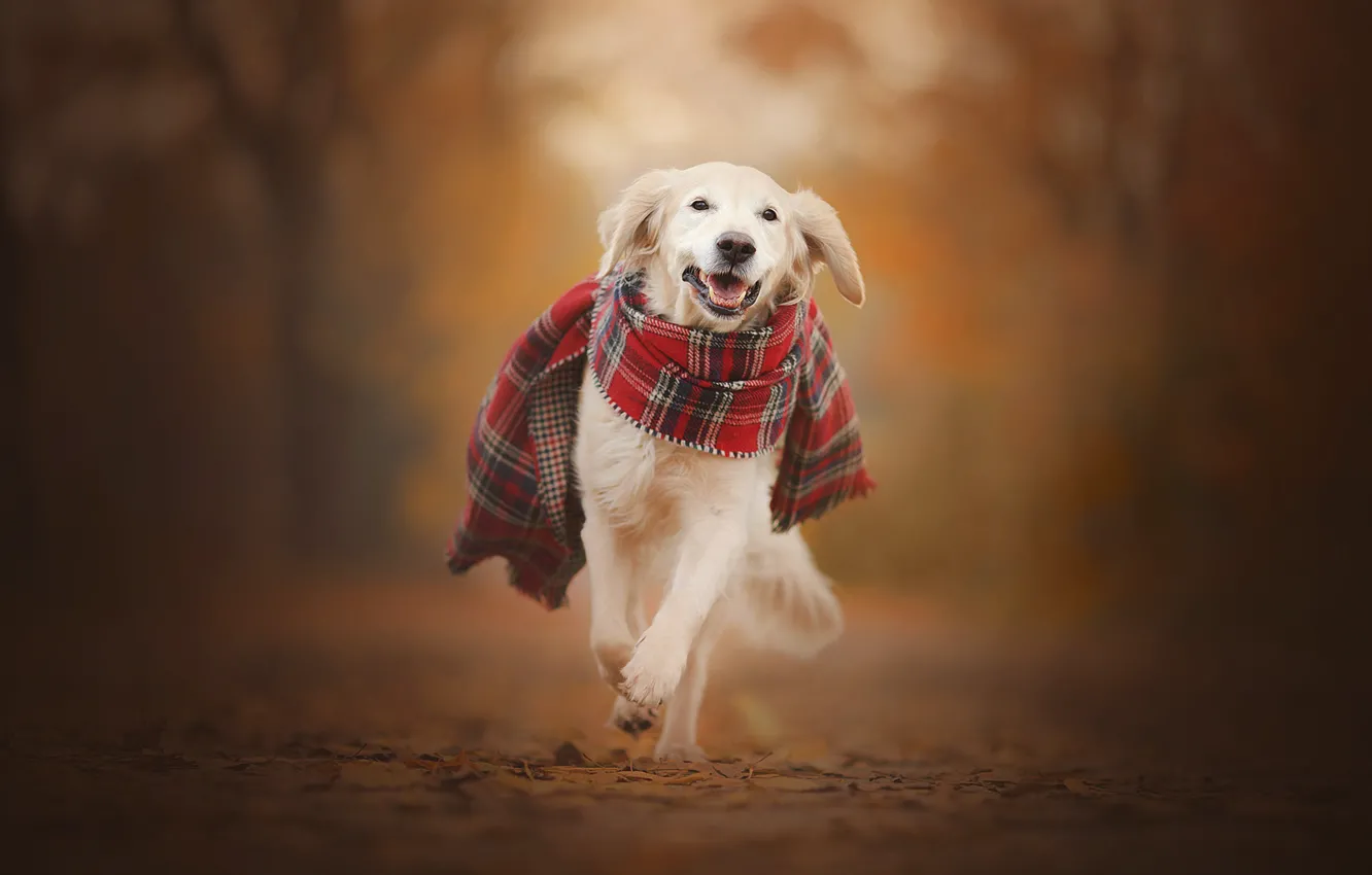 Photo wallpaper autumn, dog, scarf, walk, bokeh, Golden Retriever, Golden Retriever