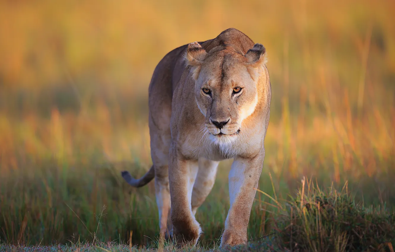 Photo wallpaper lioness, wild cat, Irina Khudzinskaya
