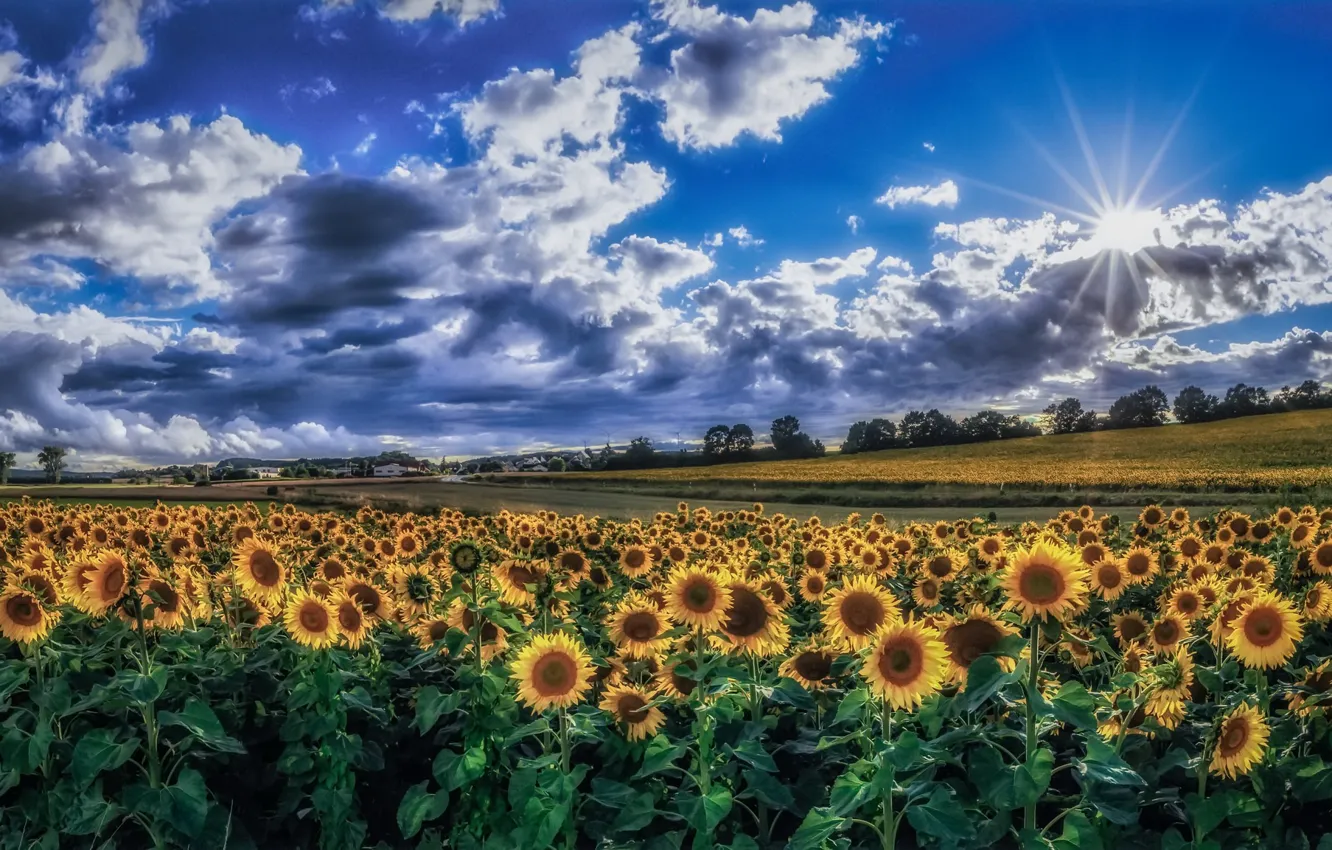 Photo wallpaper field, summer, sunflowers, morning
