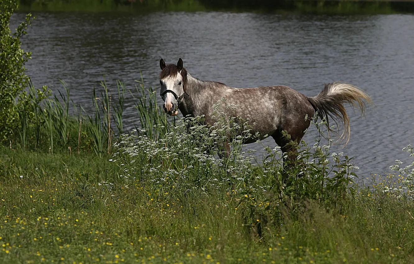 Photo wallpaper nature, horse, horse, stallion