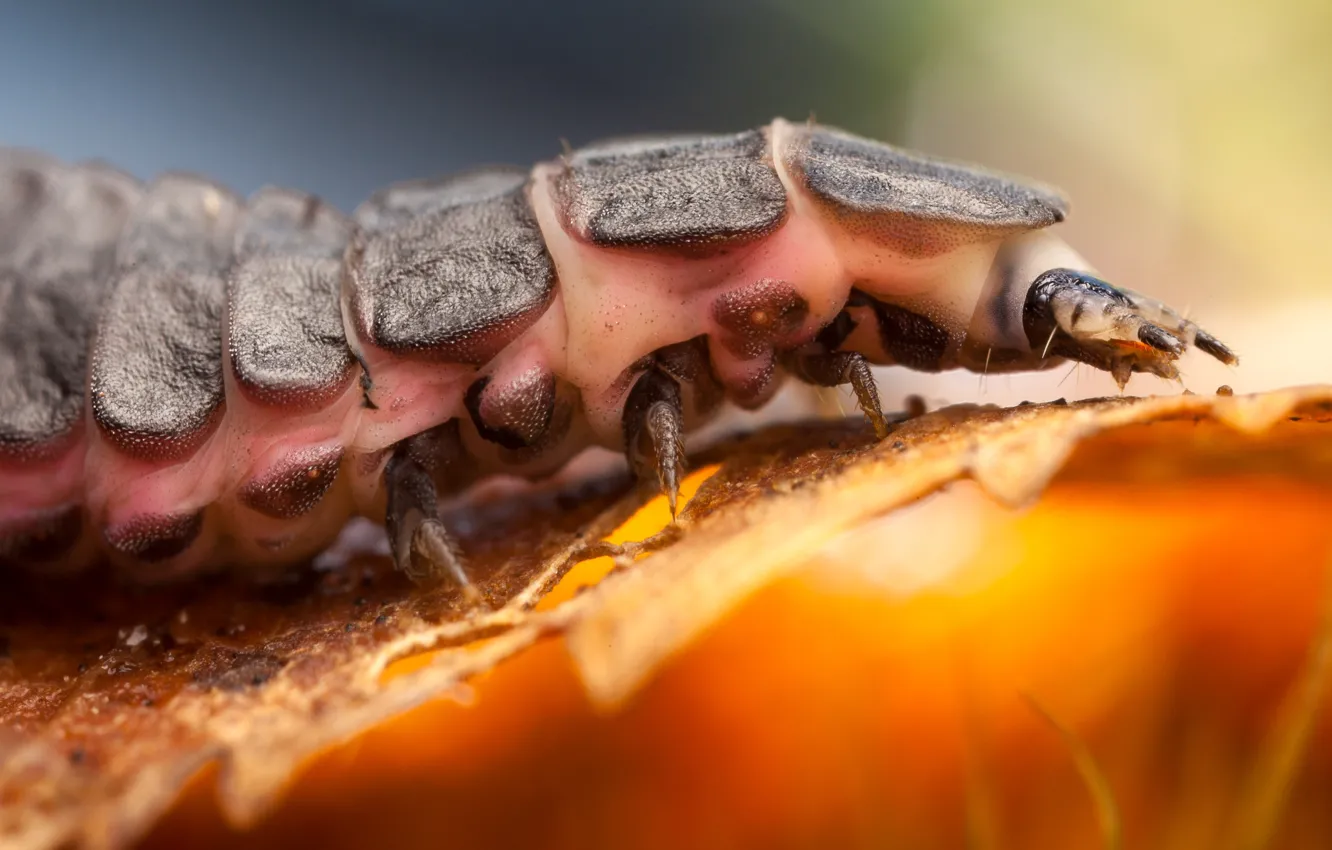 Photo wallpaper macro, caterpillar, insect