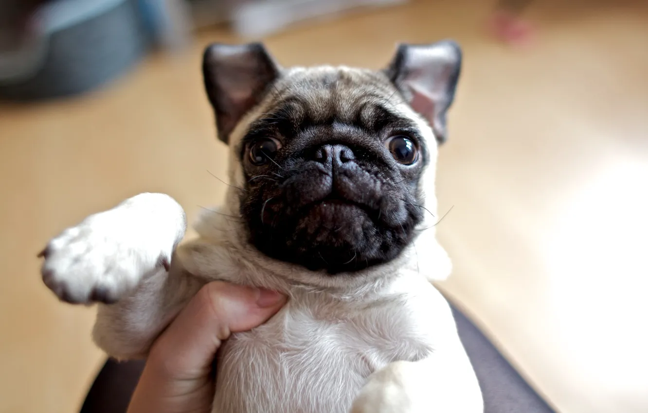 Photo wallpaper fright, dog, pug, face