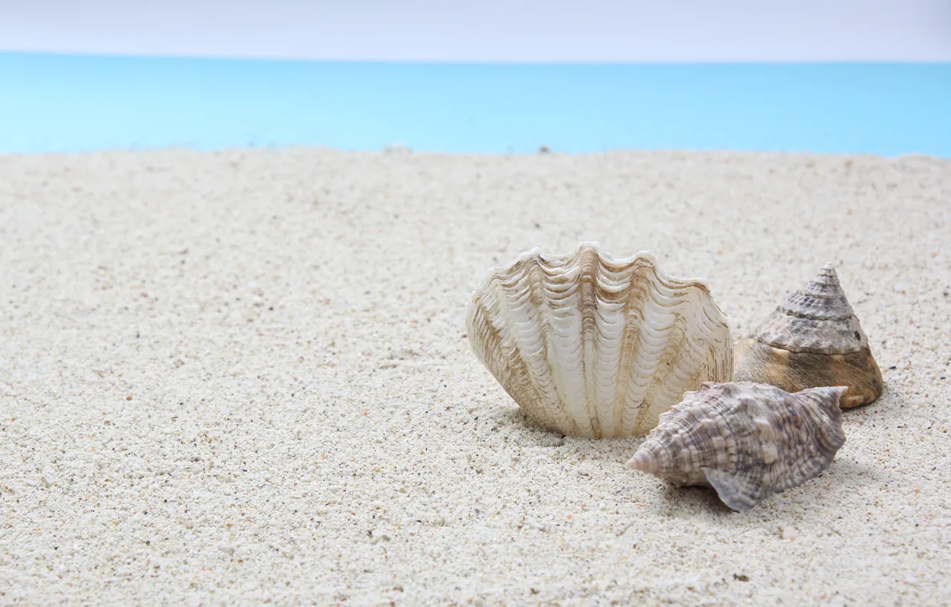 Photo wallpaper sand, Sea, shell