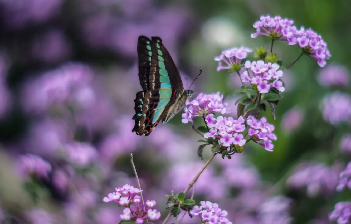 Photo wallpaper macro, flowers, green, butterfly, wings, blur, insect, lilac