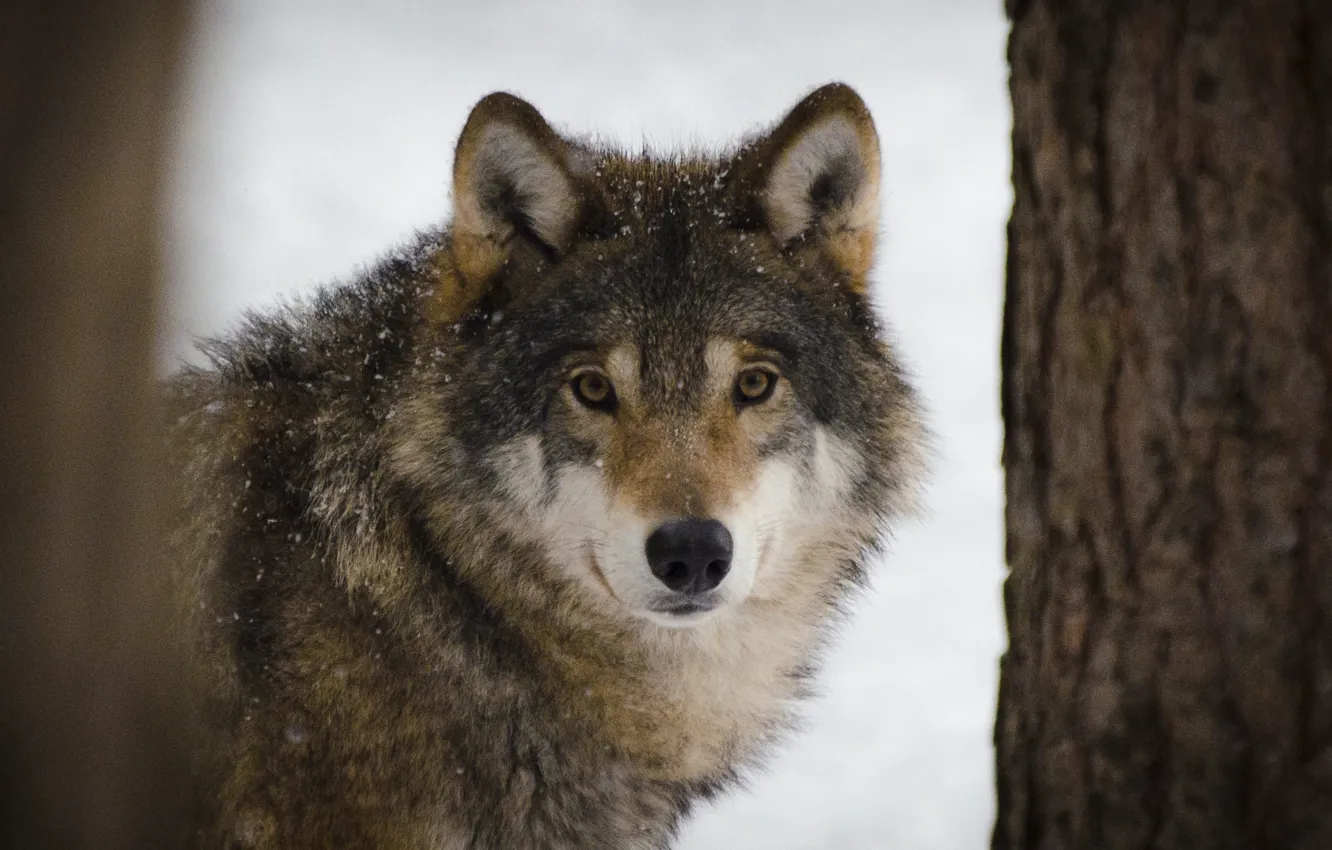 Photo wallpaper Predator, nature, animal, wolf, wildlife, portrait, portrait., Canis lupus. face