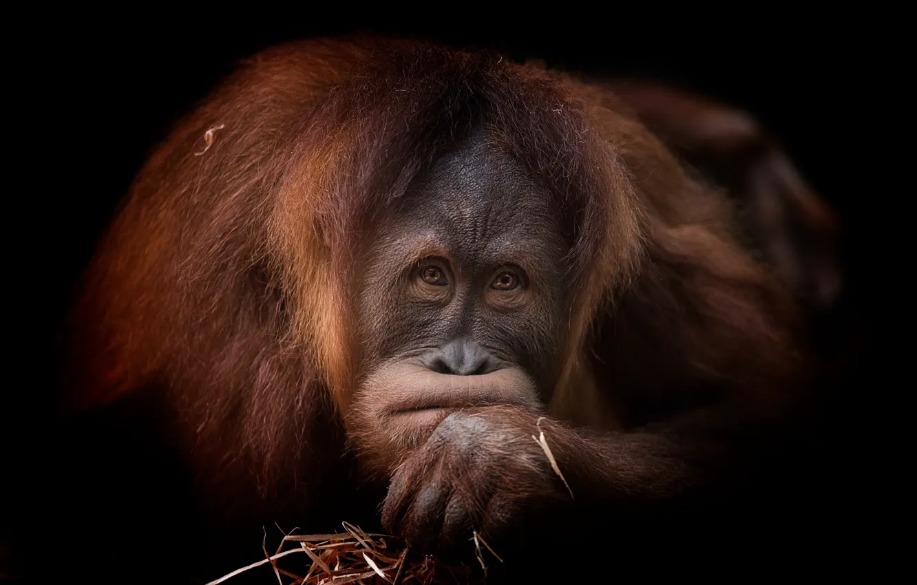 Photo wallpaper portrait, red, orangutan