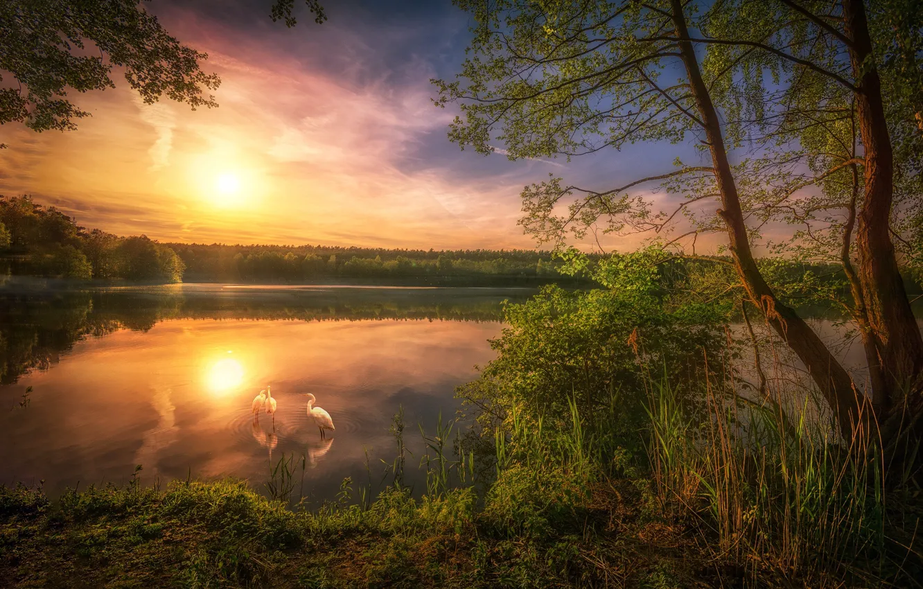 Photo wallpaper lake, dawn, morning, herons