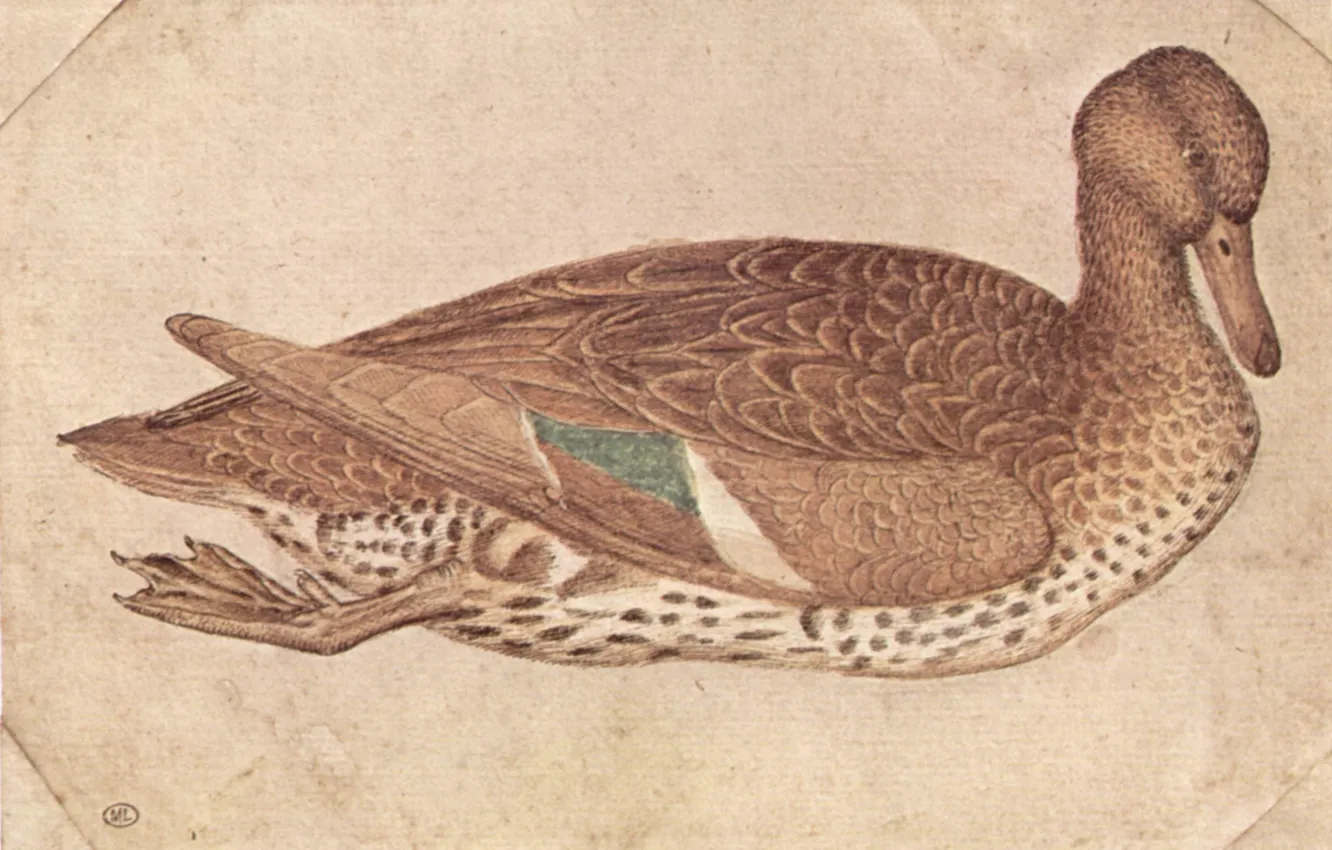 Photo wallpaper Pato, Antonio Pisanello, Duck in watercolor