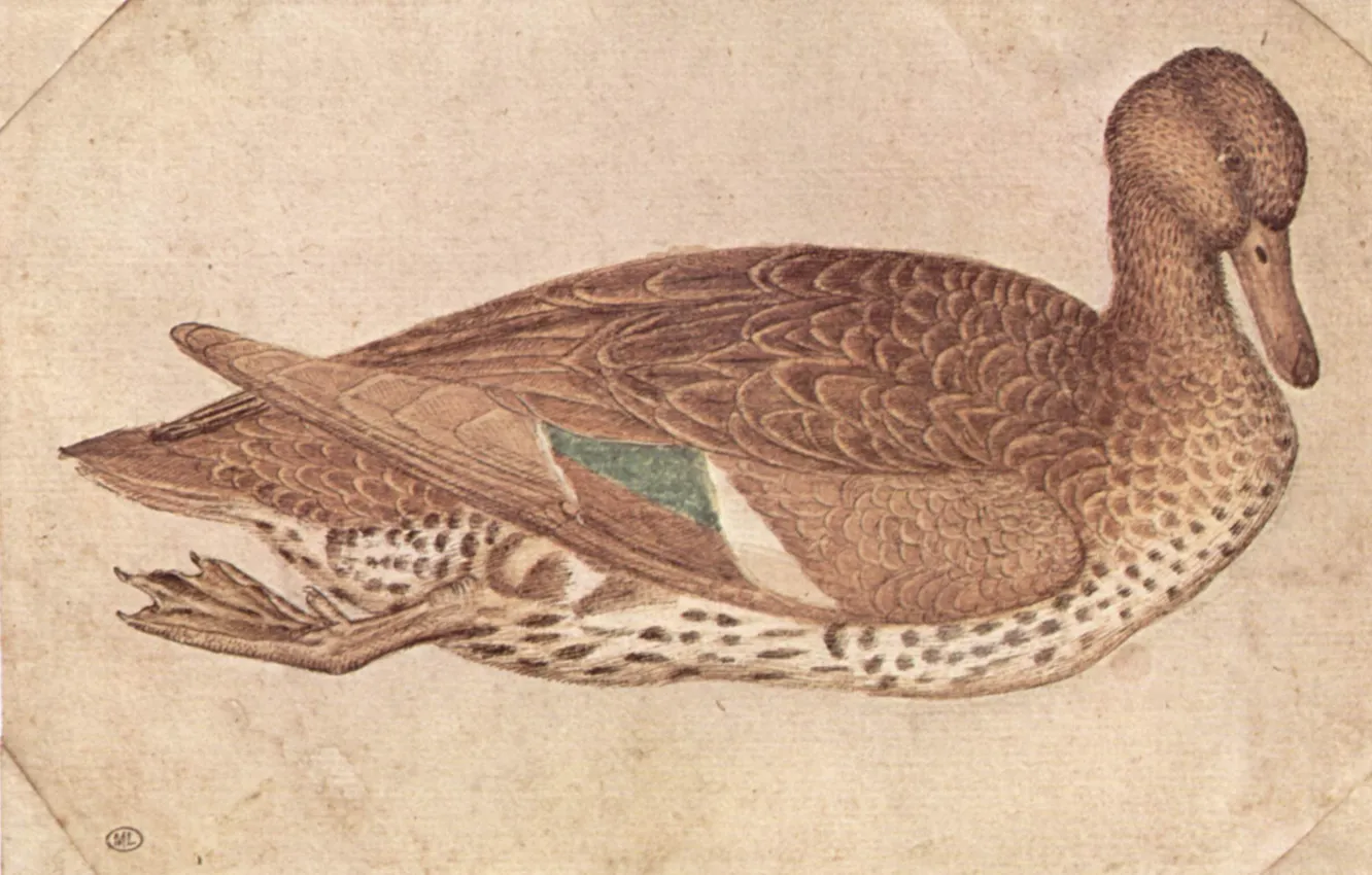 Photo wallpaper pato, Antonio Pisanello, Duck in watercolor