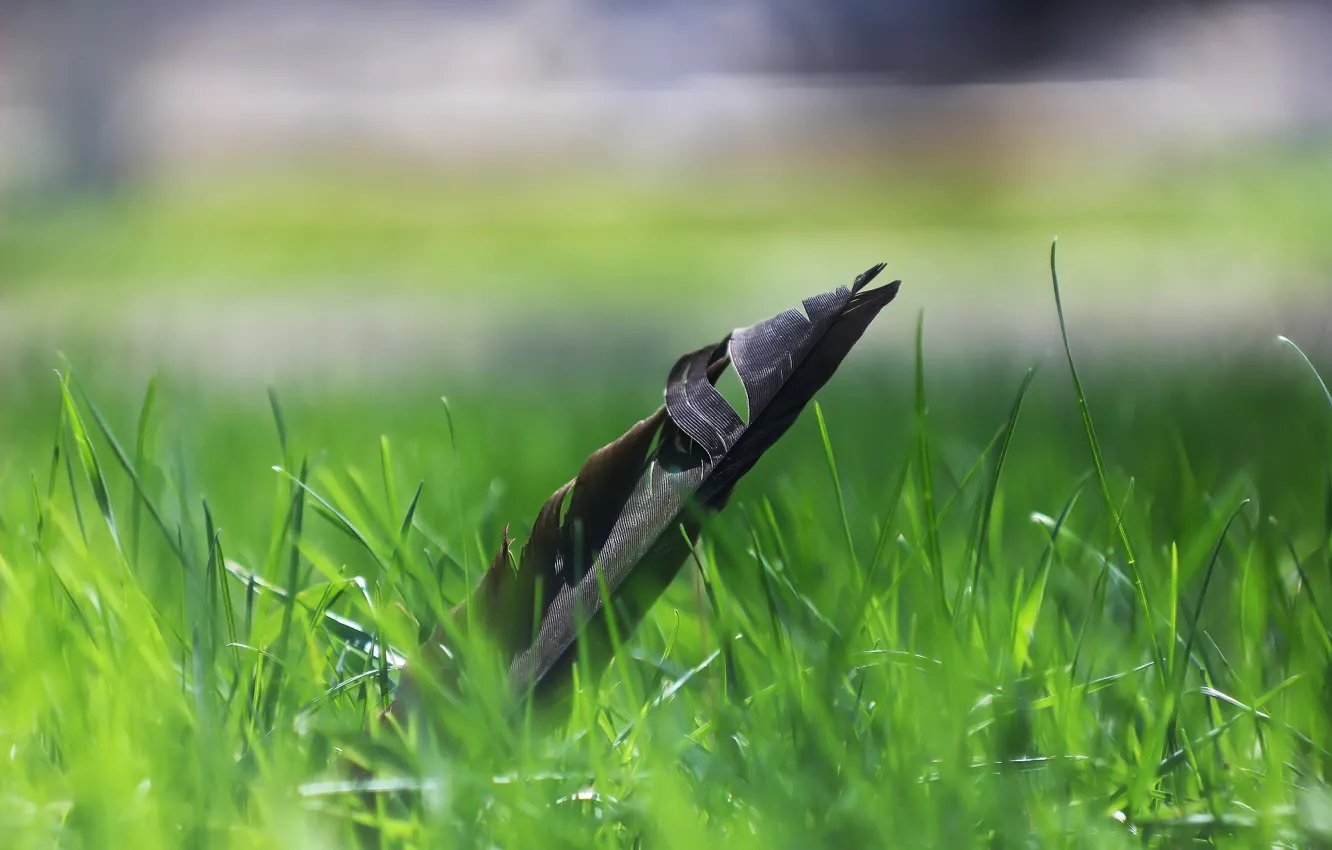 Photo wallpaper background, feathers, weed
