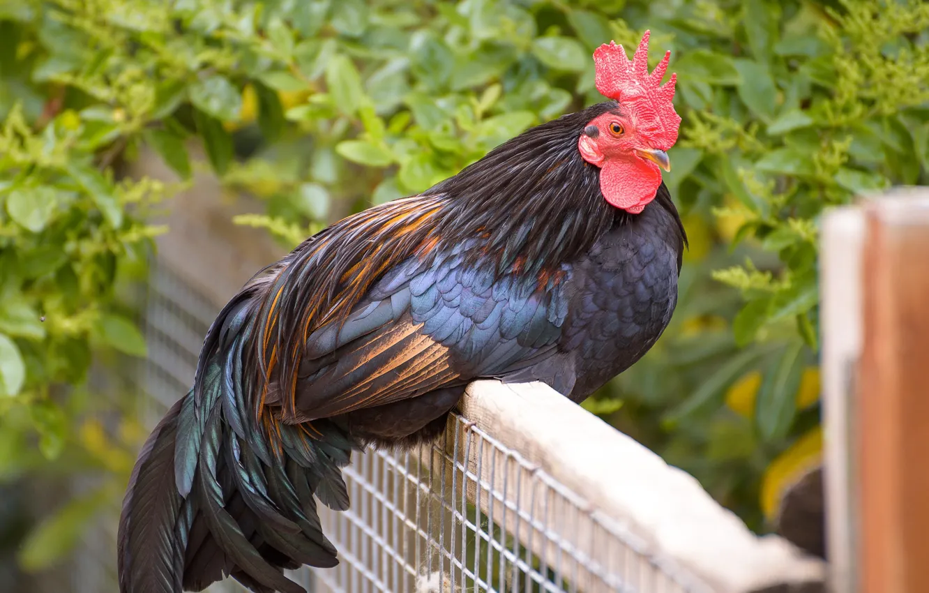 Photo wallpaper greens, look, leaves, pose, mesh, bird, foliage, black