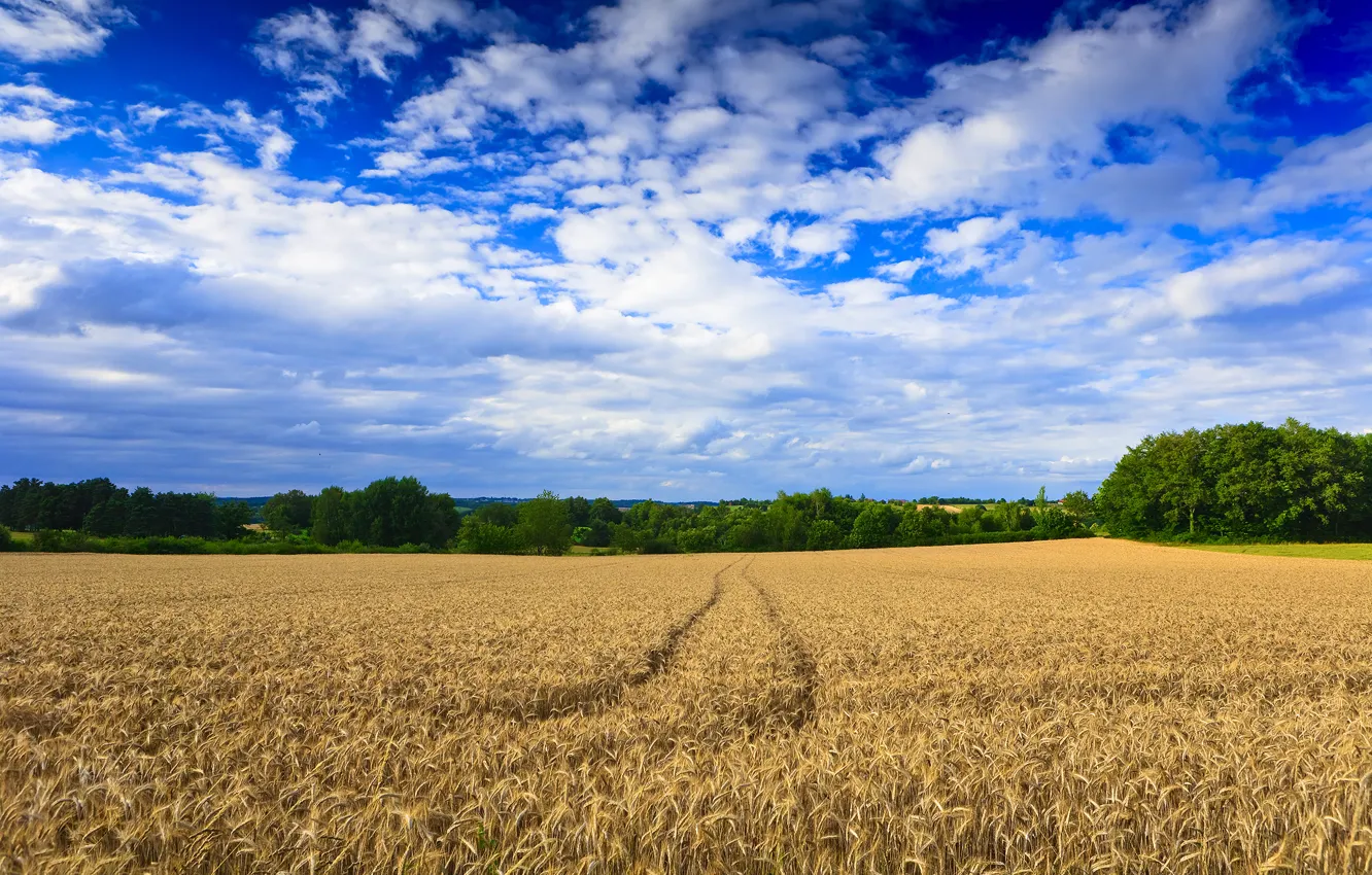 Photo wallpaper wheat, field, trees, landscape, traces
