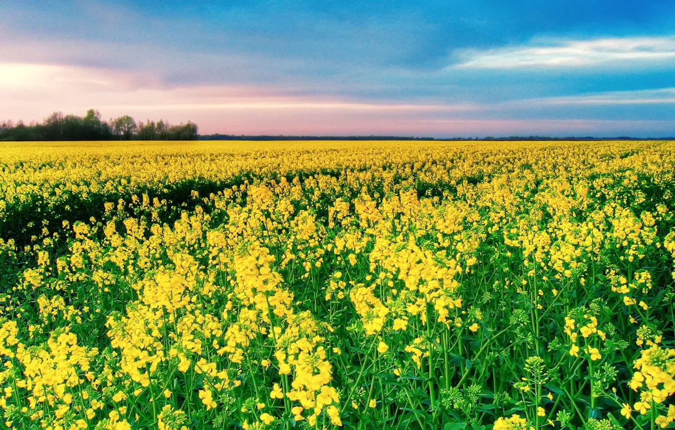 Photo wallpaper field, yellow