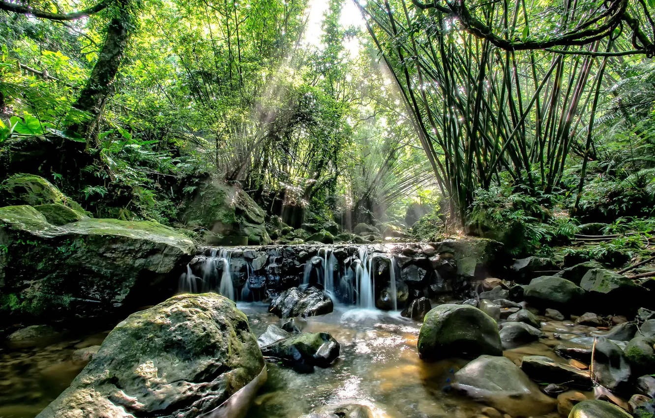 Photo wallpaper forest, trees, nature, river, stones, waterfall, stream