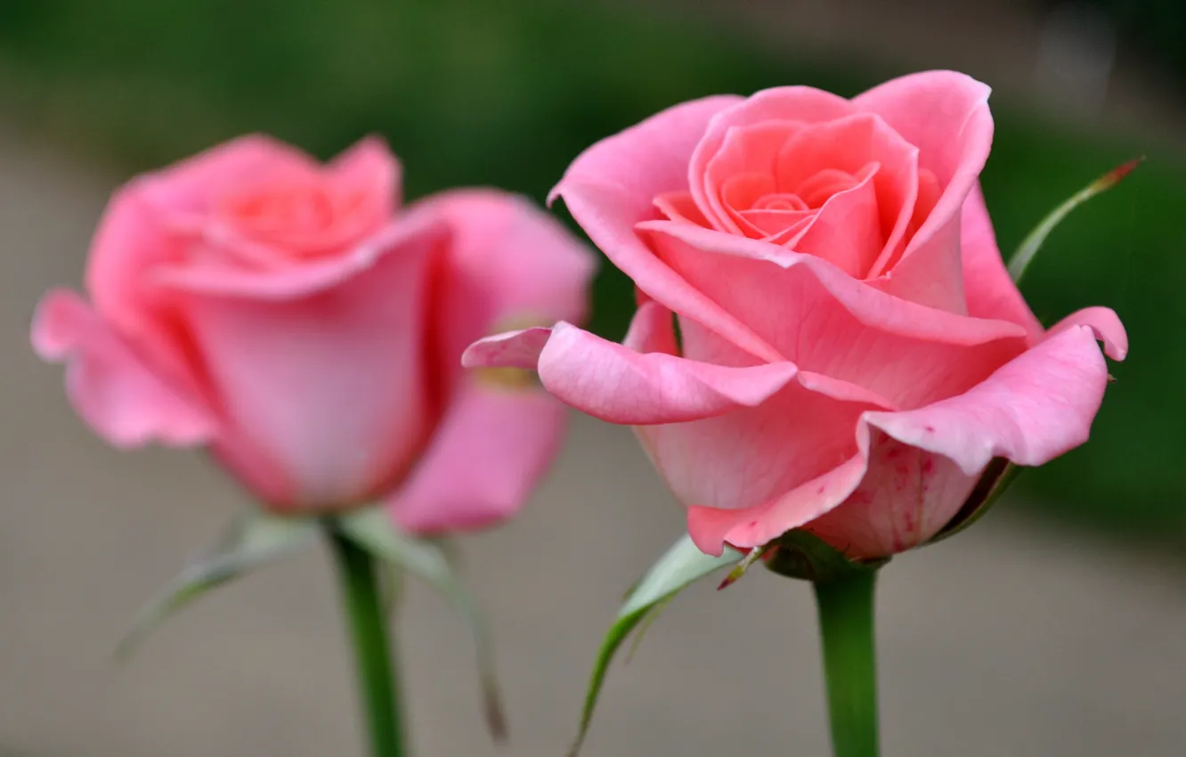 Photo wallpaper rose, petals, Bud