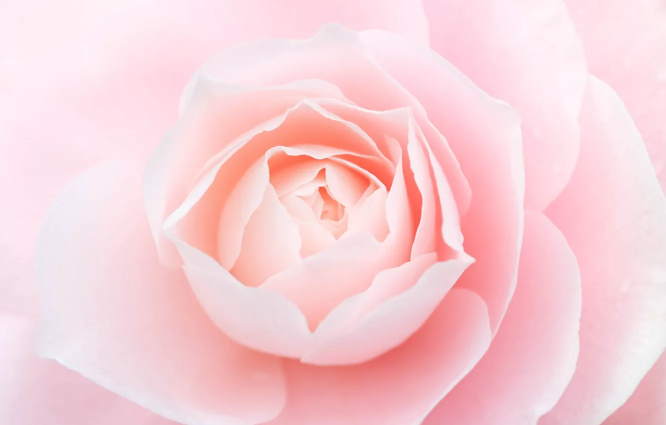 Photo wallpaper macro, pink, tenderness, rose, beauty, petals