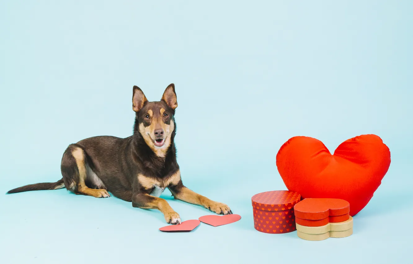 Photo wallpaper animal, Dog, hearts