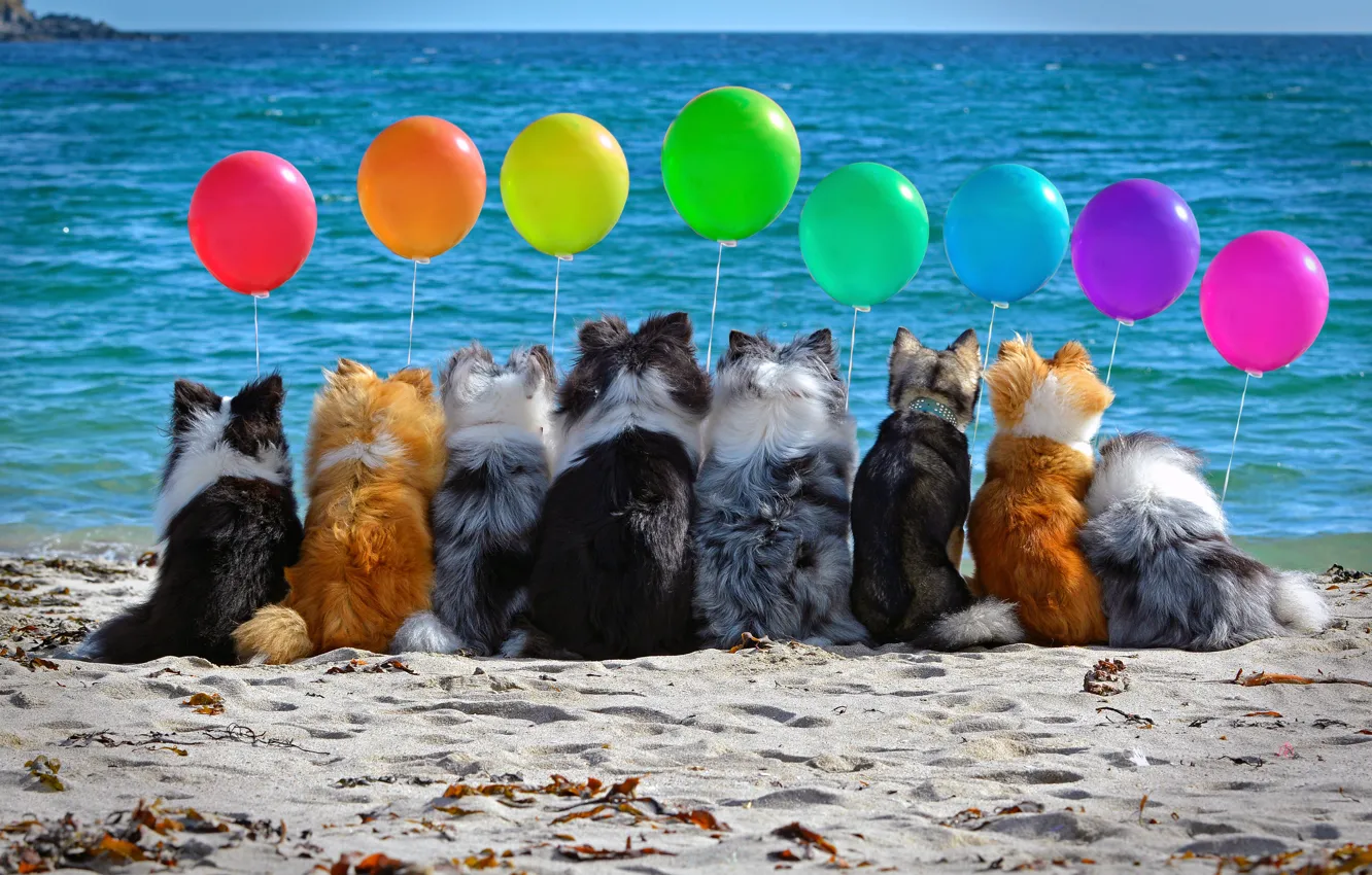 Photo wallpaper sand, sea, dogs, beach, mood, balls, company, colorful