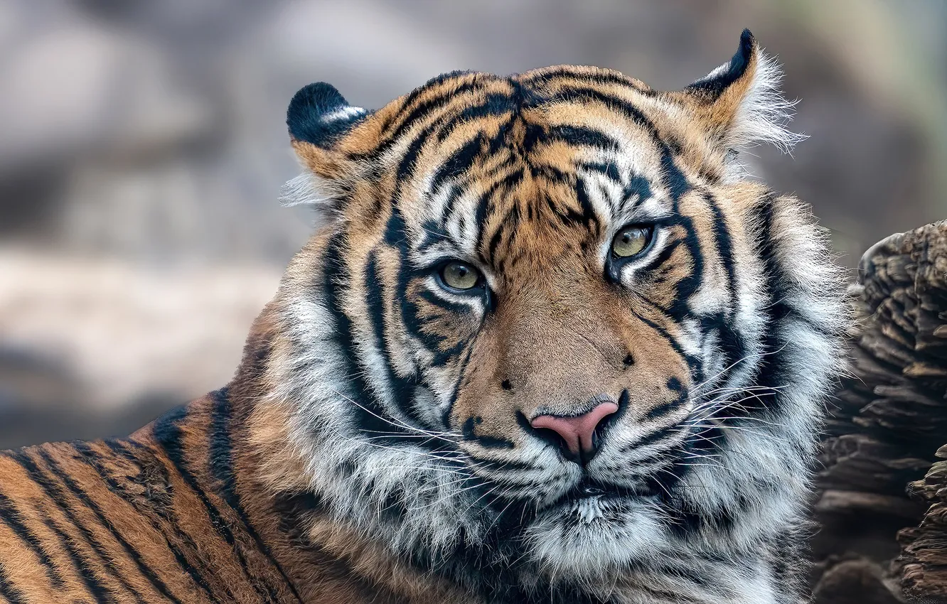 Photo wallpaper look, face, tiger, portrait, predator, wild cat