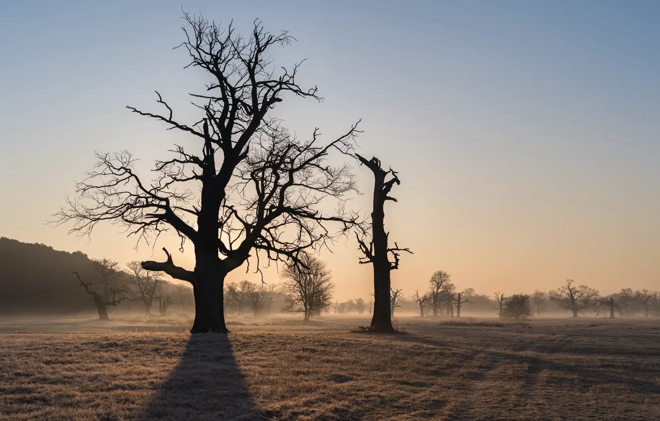 Photo wallpaper trees, nature, fog, morning