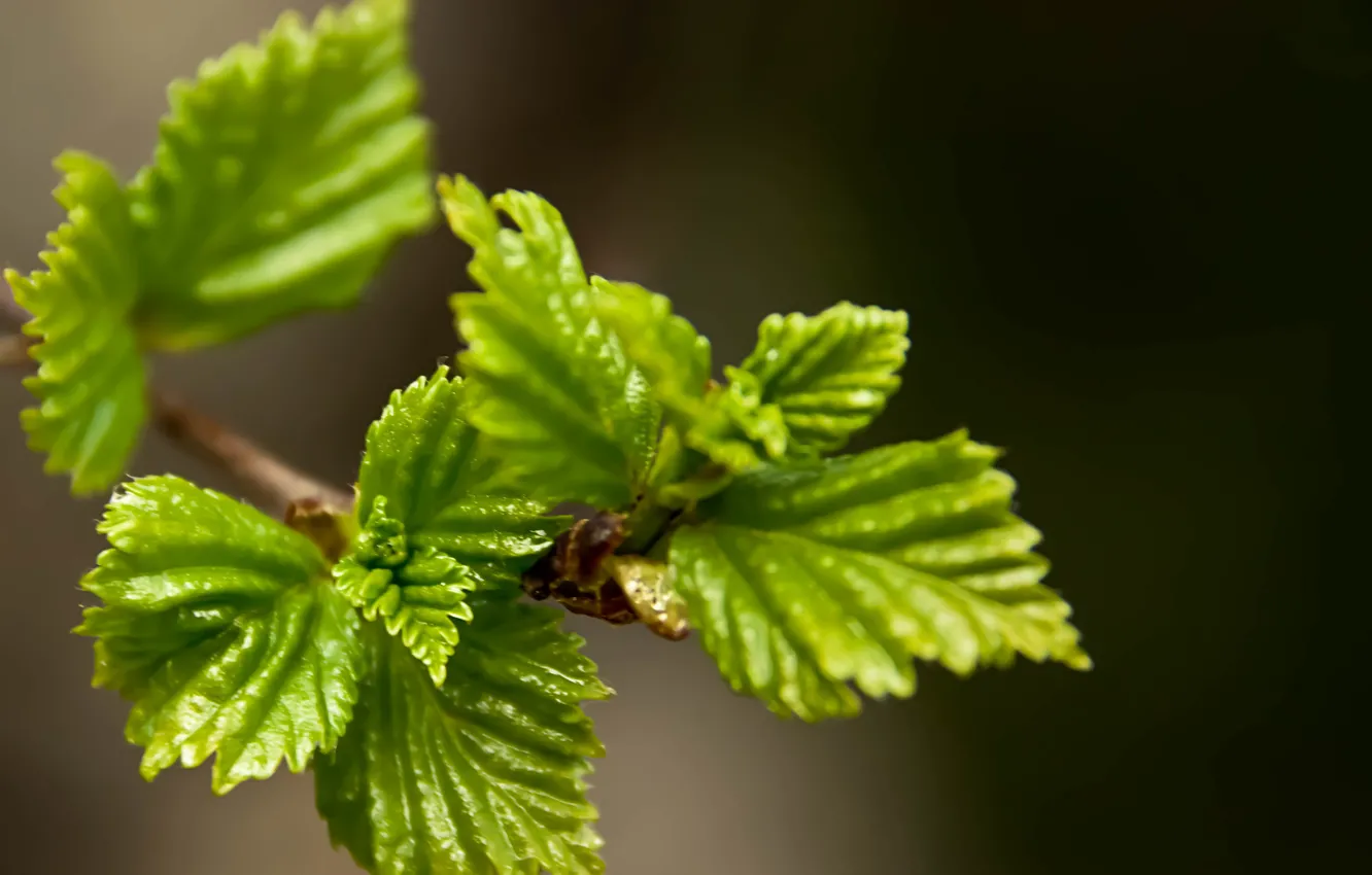 Photo wallpaper leaves, branches, bokeh