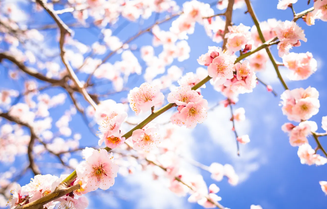 Photo wallpaper flowers, branches, spring, flowering, drain
