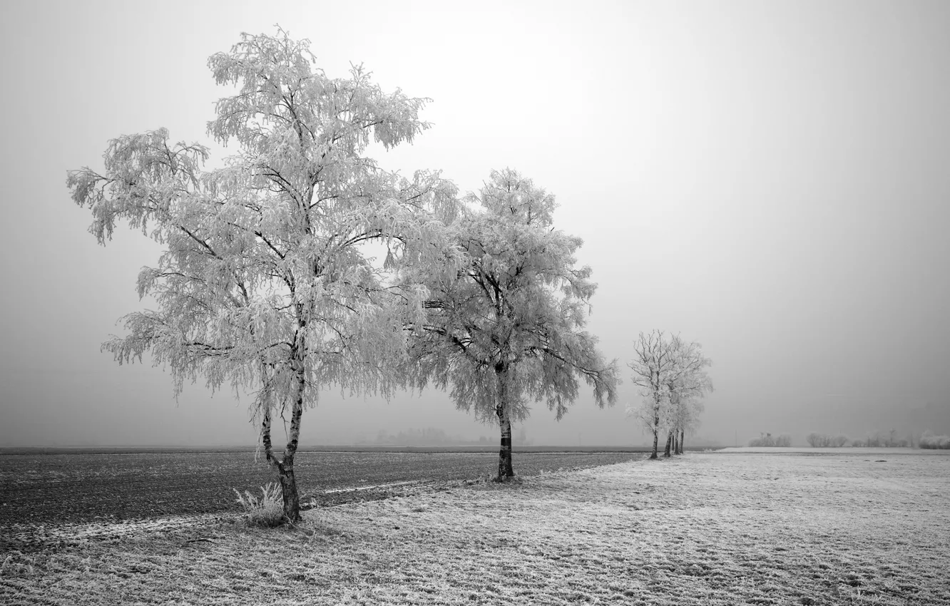 Photo wallpaper winter, road, trees