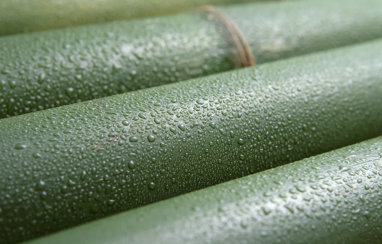 Photo wallpaper drops, macro, bamboo