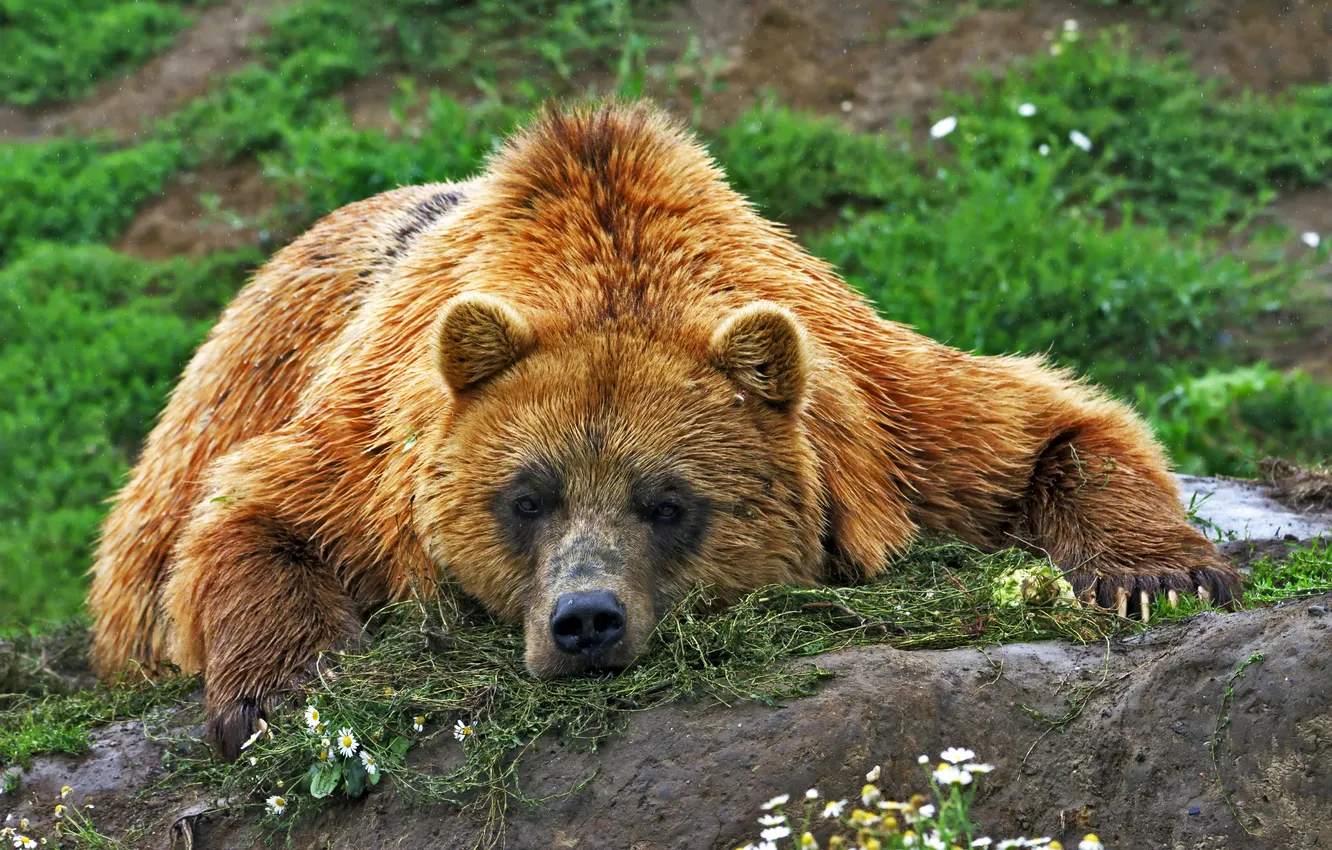 Photo wallpaper look, face, stay, bear, bear