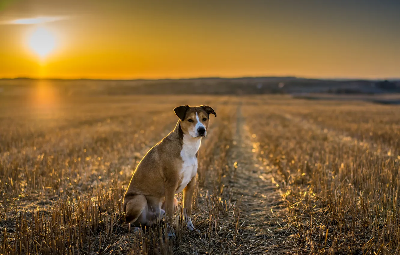 Photo wallpaper look, each, dog