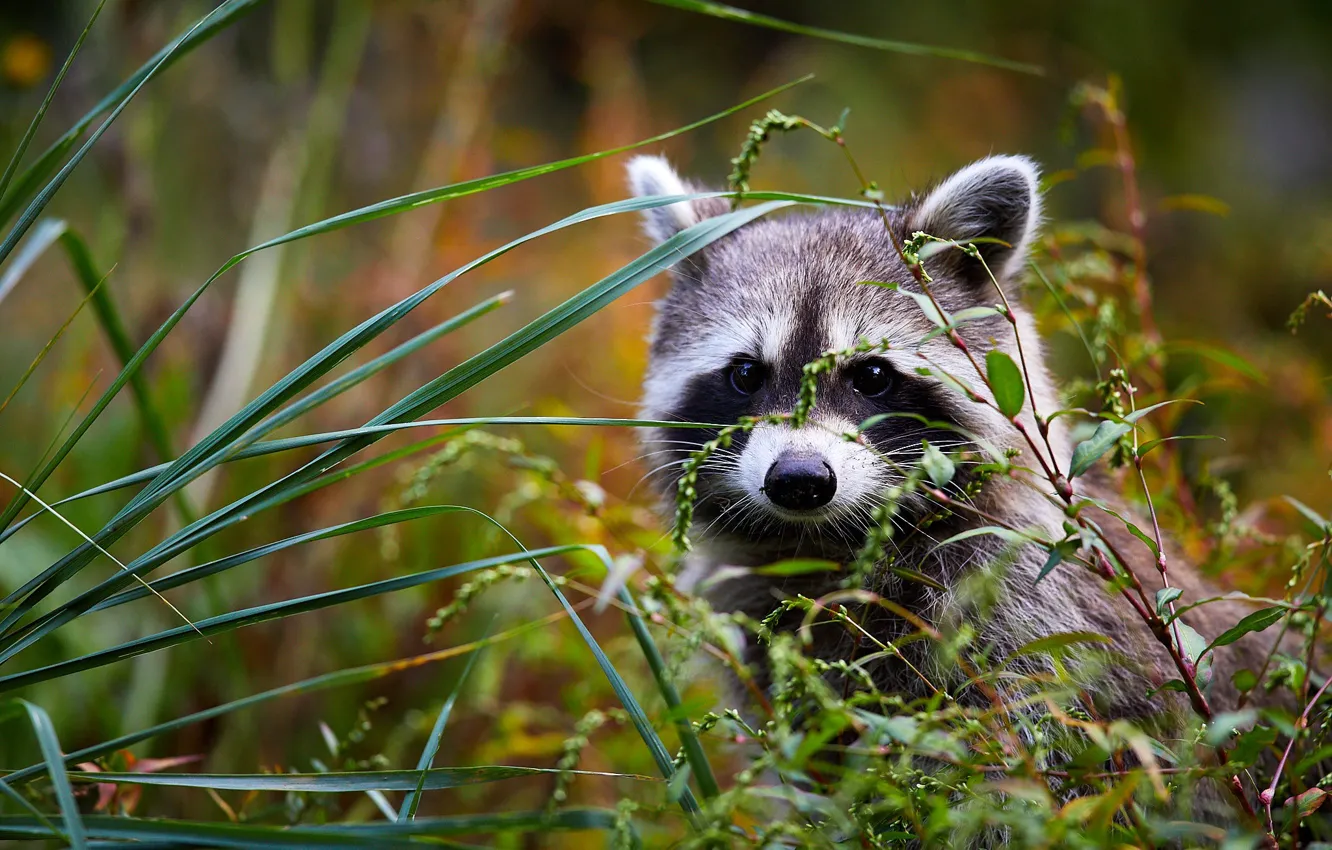 Photo wallpaper grass, look, raccoon, cub, face