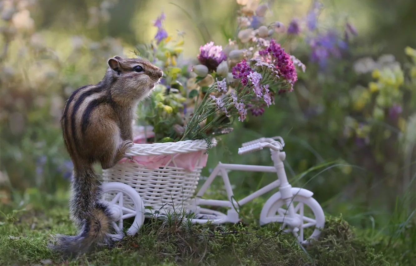 Photo wallpaper flowers, bike, Chipmunk, basket, rodent, Yevgeny Levin