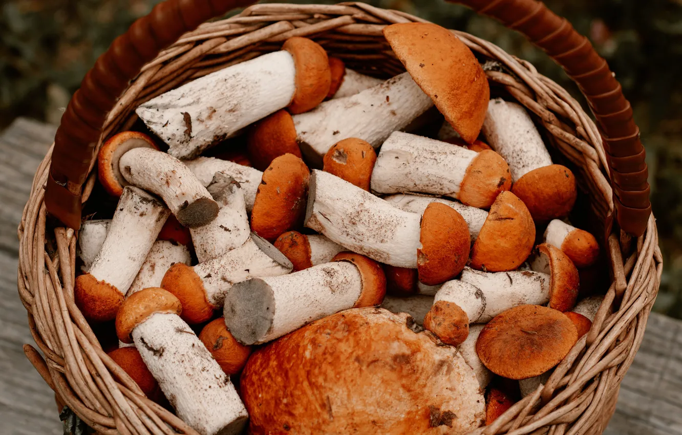 Photo wallpaper mushrooms, mushroom, harvest, basket, a lot, cute, aspen, strong