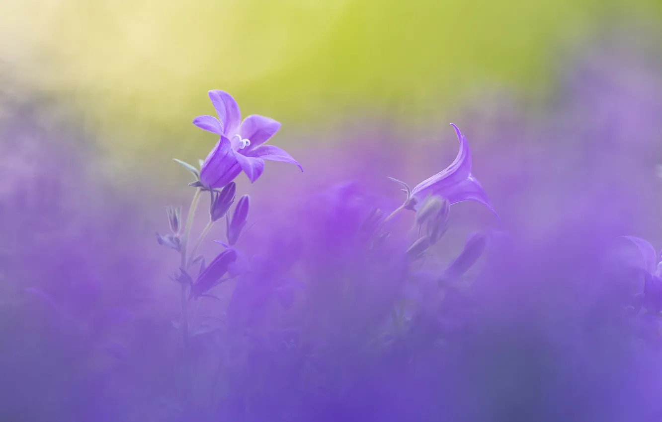 Photo wallpaper summer, flowers, blur, bells
