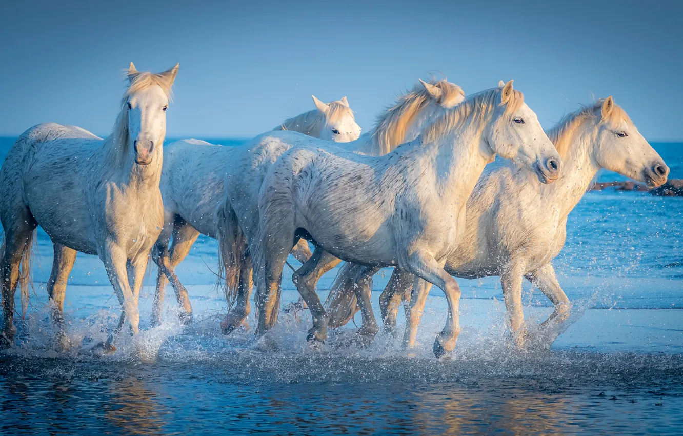 Photo wallpaper sea, light, horses, horse, white, the herd, horses