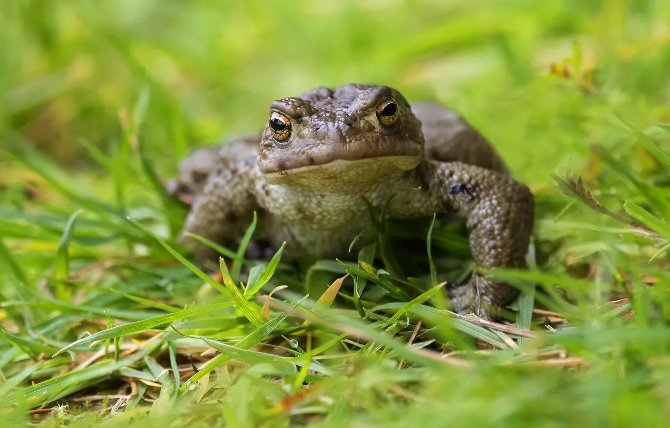 Photo wallpaper grass, look, frog