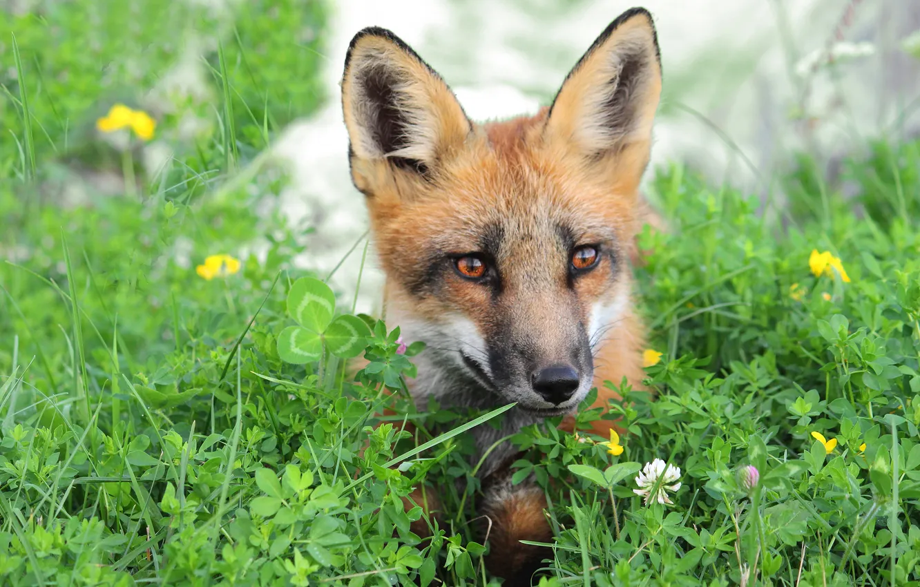 Photo wallpaper greens, summer, grass, look, nature, glade, portrait, Fox