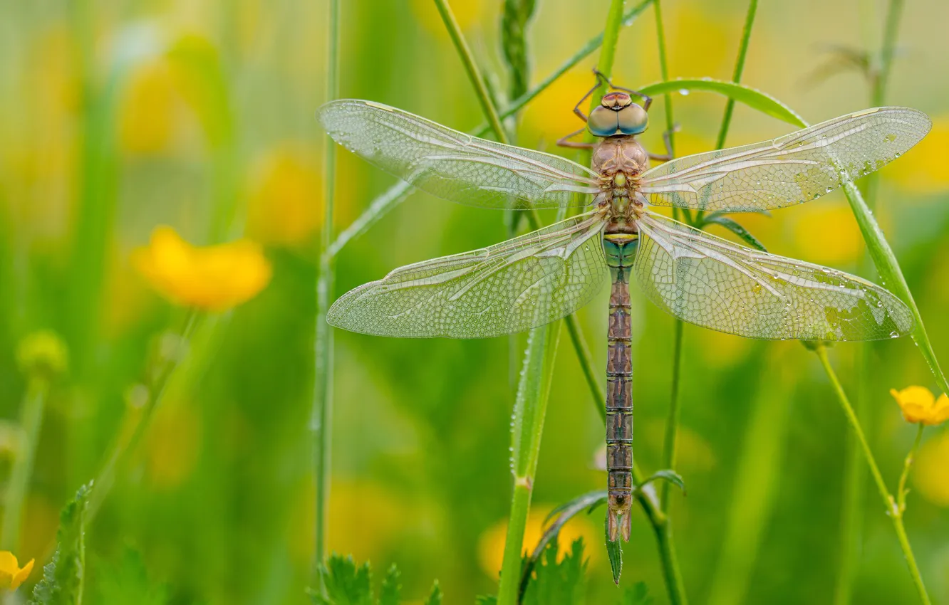 Photo wallpaper greens, macro, flowers, dragonfly, meadow, insect