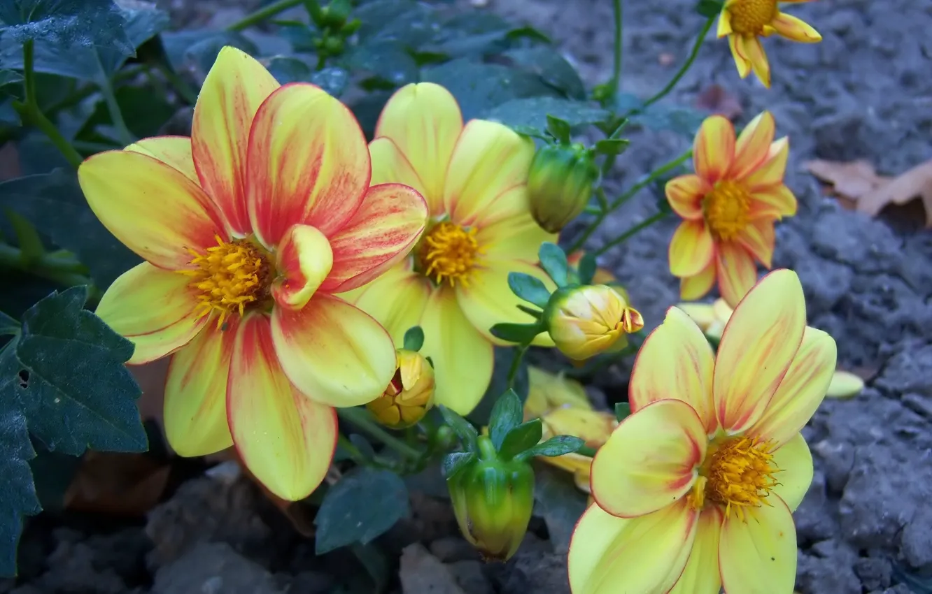 Photo wallpaper flowers, dahlias, Meduzanol ©