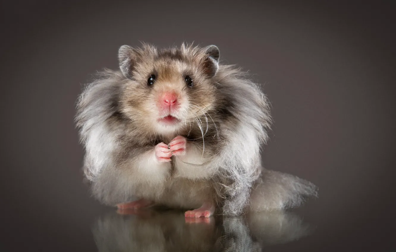 Photo wallpaper look, background, hamster, fluffy, rodent, Natalia Lays, The Syrian hamster