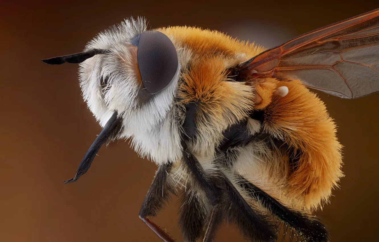 Photo wallpaper macro, nature, bee