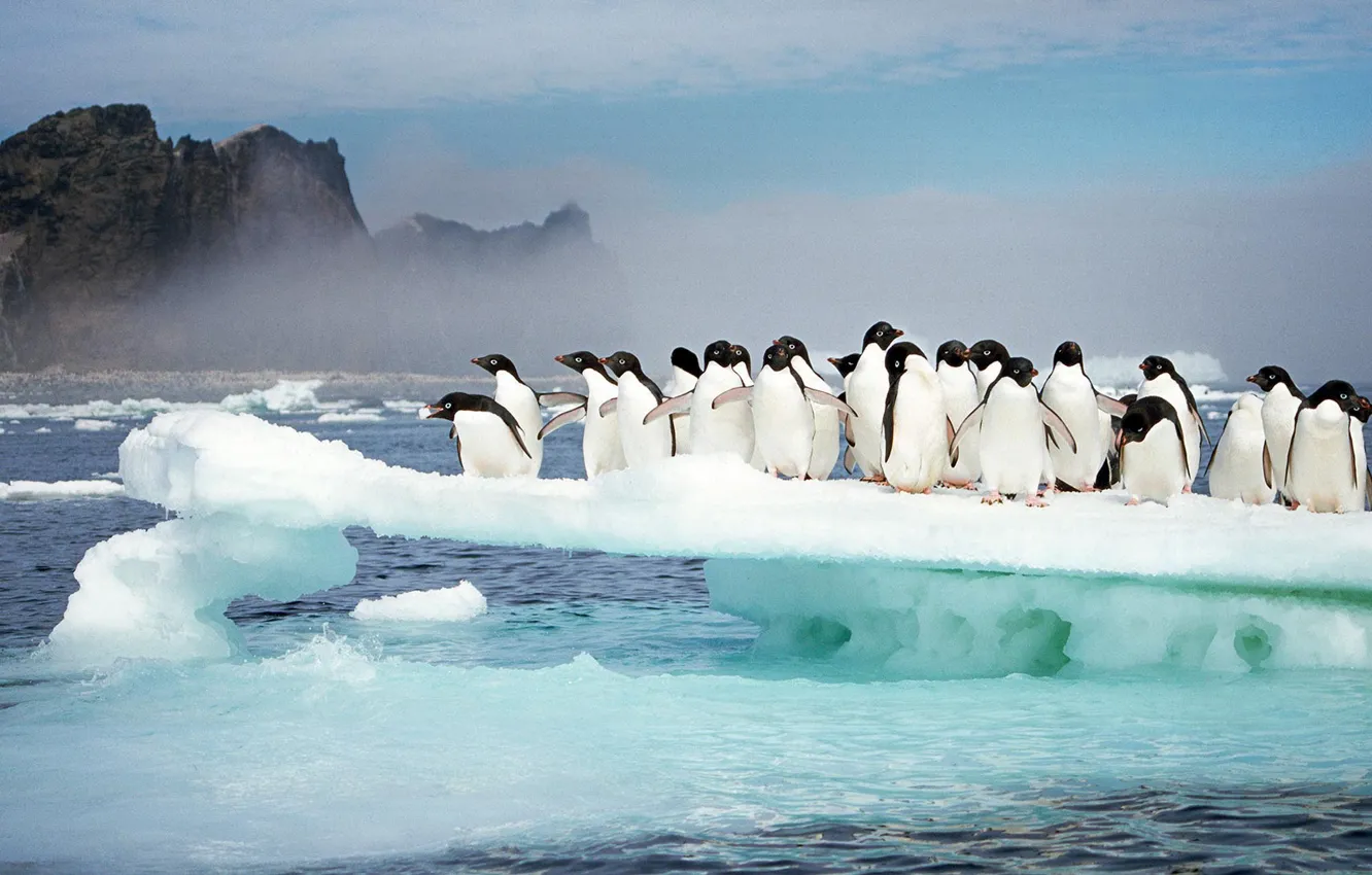 Photo wallpaper ice, birds, Antarctica, adélie penguins, island Possessions
