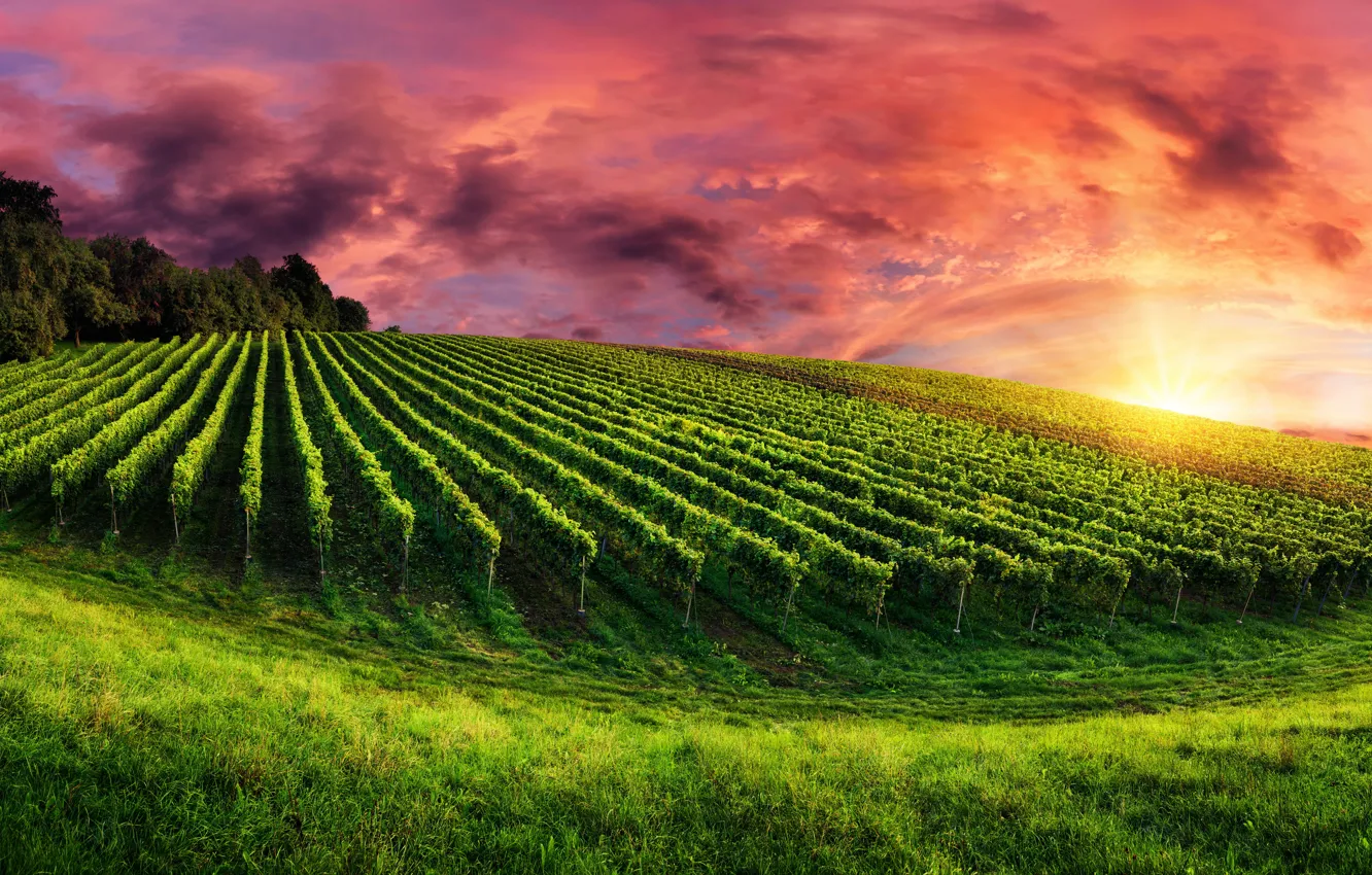 Photo wallpaper field, the sky, grass, trees, glow, plantation